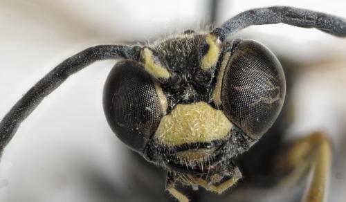 Réf. 294 673 : Gorytes laticinctus